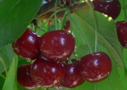Prunus cerasus Érdi Jubileumi / Érdi Jubileumi meggy